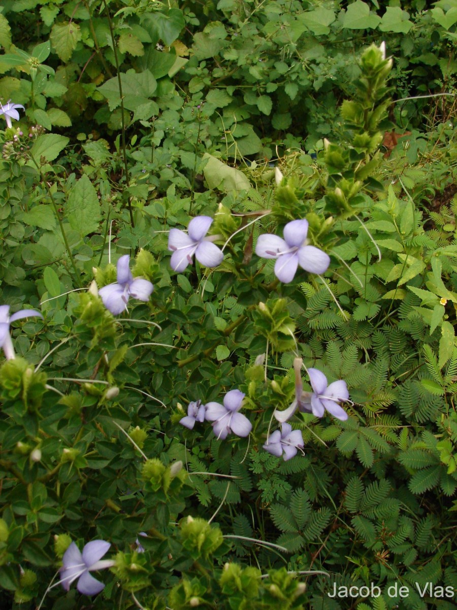 Barleria mysorensis B.Heyne ex Roth